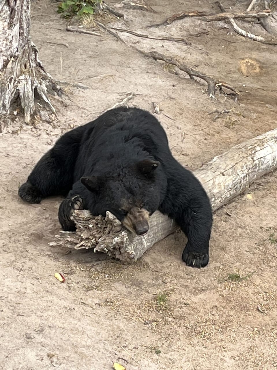 Oswald’s Bear Ranch
