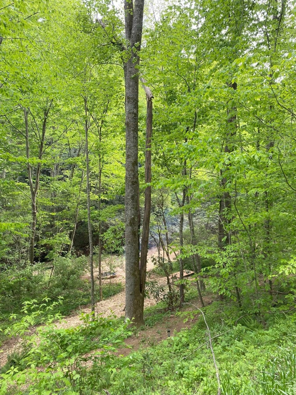 Tucked in the woods