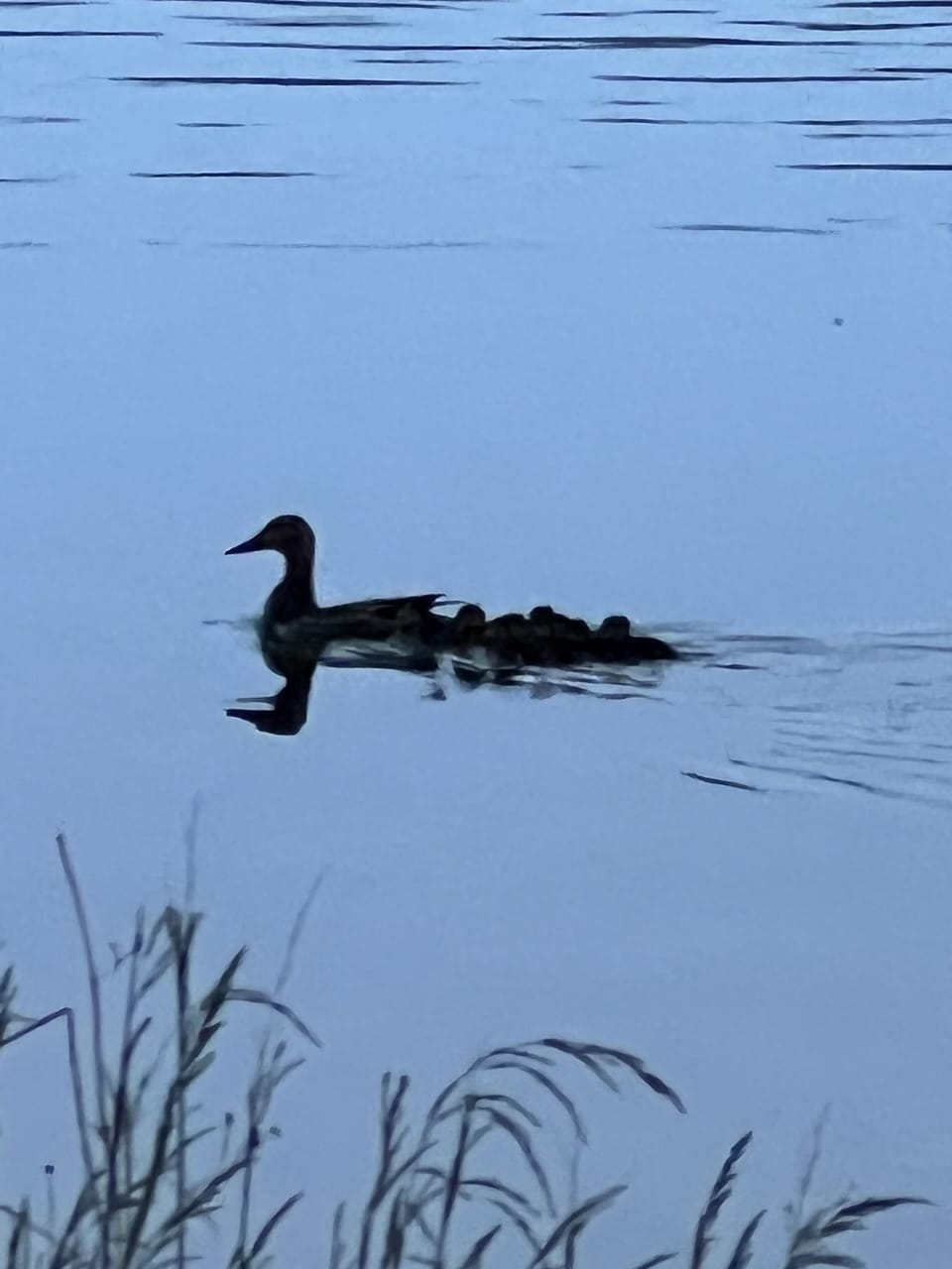 Lake wildlife. Please be thoughtful of them when you’re out on the water!