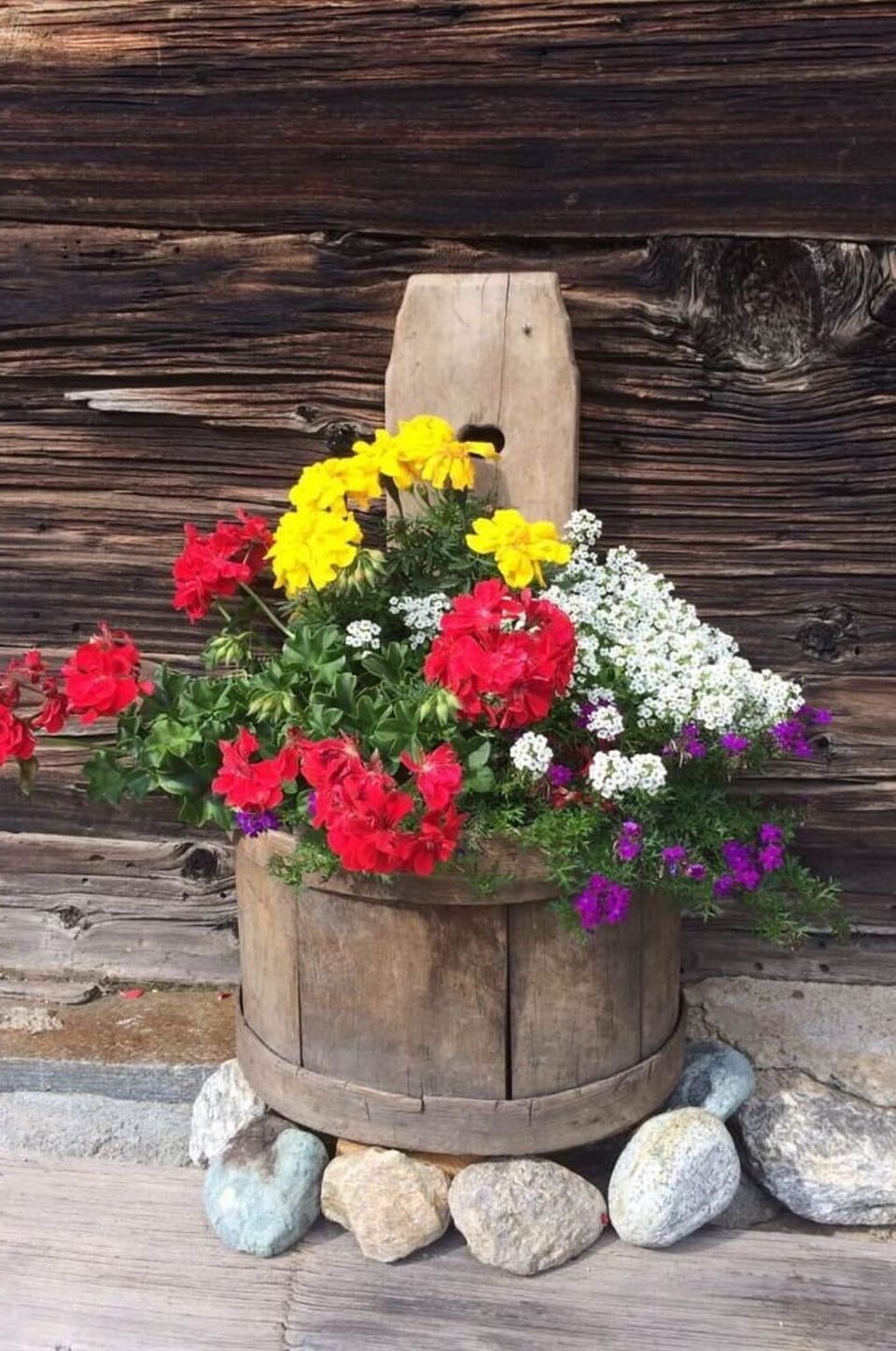Flower, Plant, Flowerpot, Houseplant, Petal, Botany, Wood, Wall, Groundcover