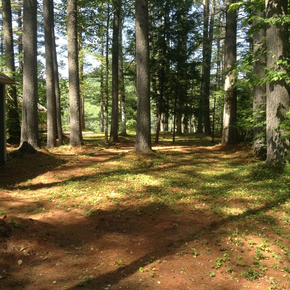 view from screened porch toward pond