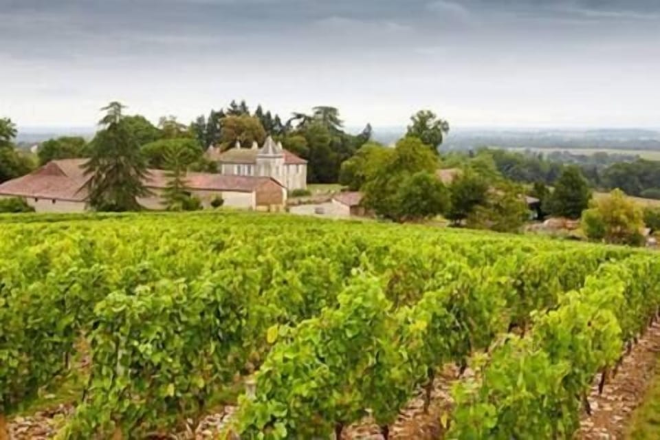 Pomerol vineyard