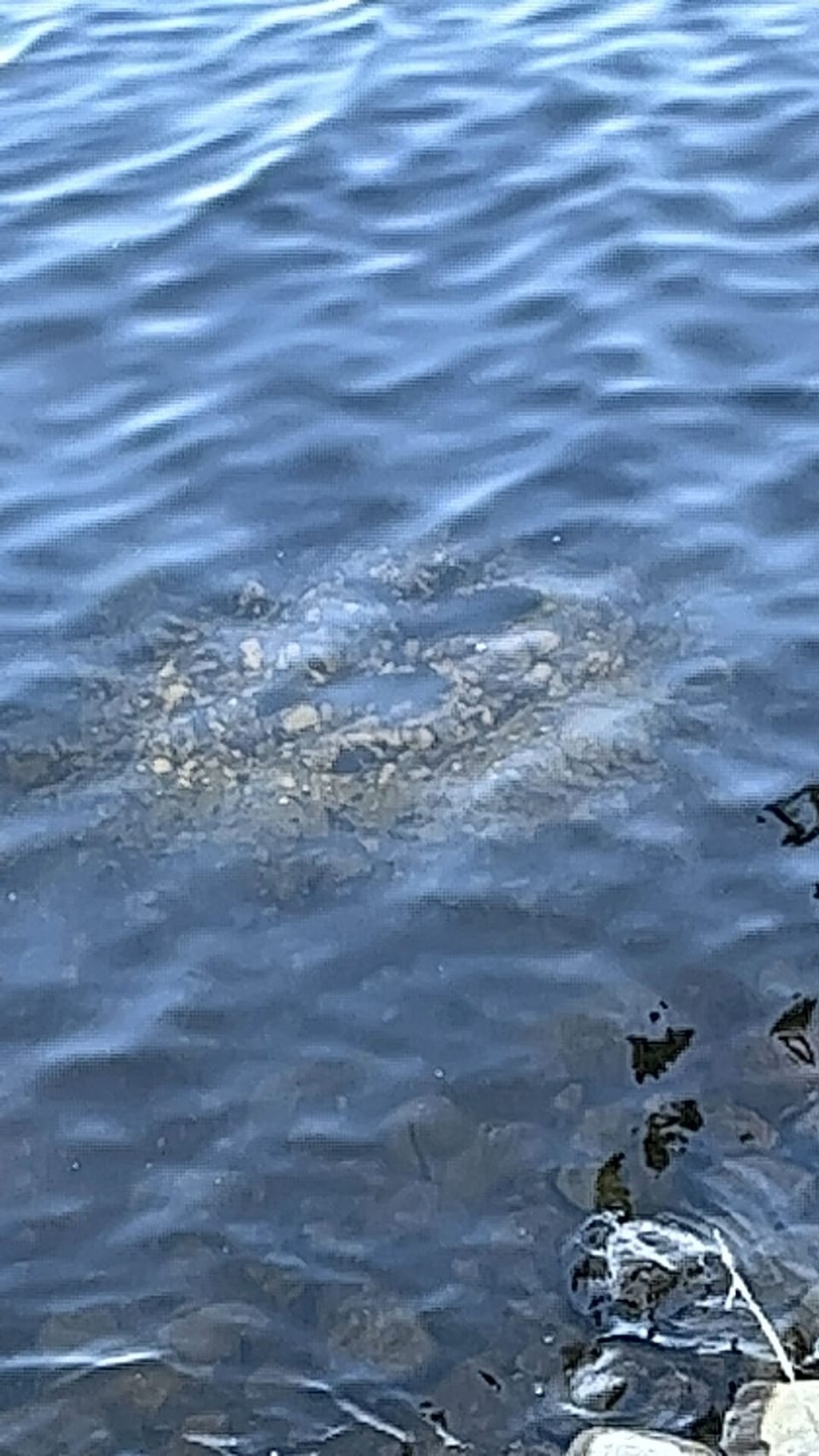 Great fishing lake! Smallmouth bass right off shore.