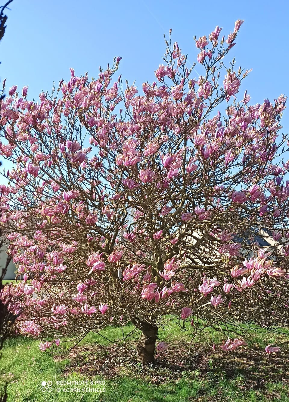 Lovely magnolia tree in front garden