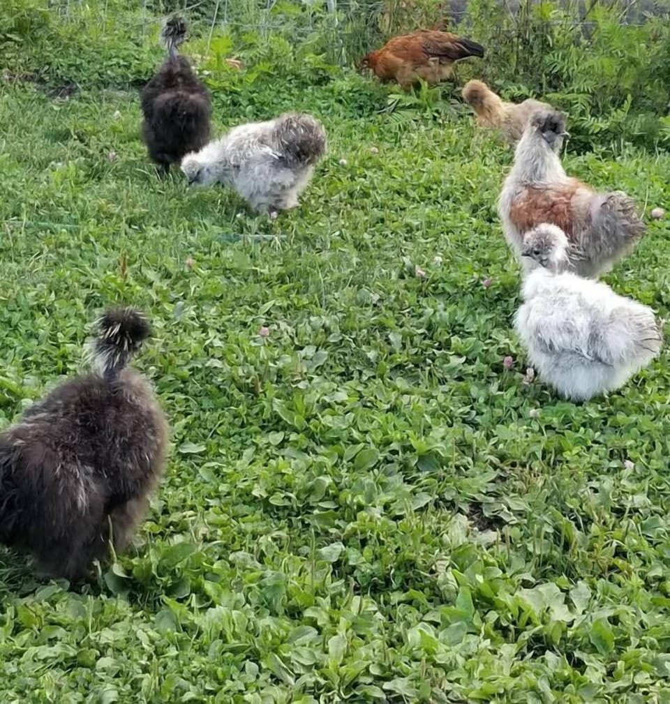 Poultry 