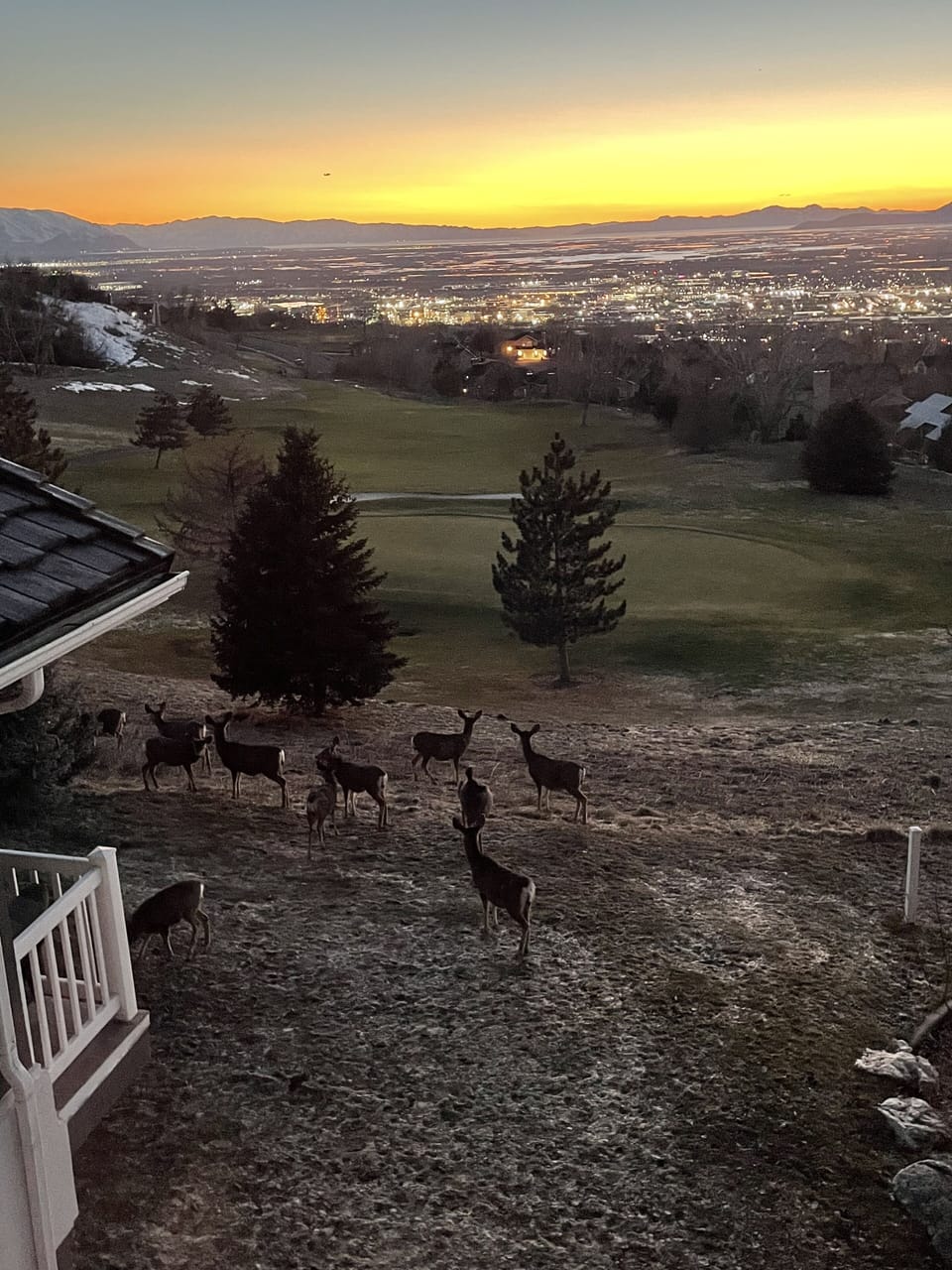 There are always deer around