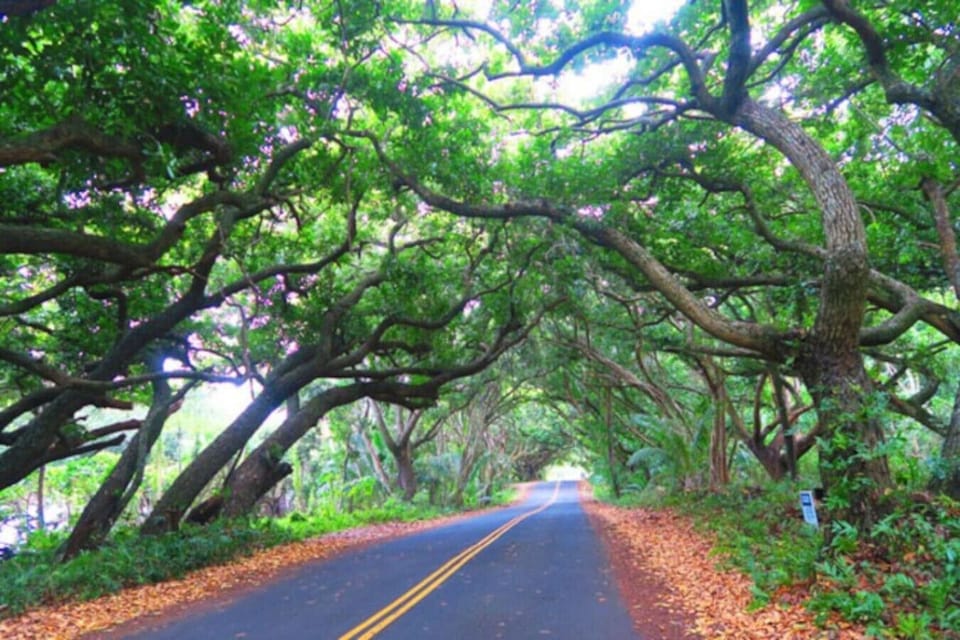 Kamani trees form a beautiful tunnel along the Red Road, just 5 minutes down the road