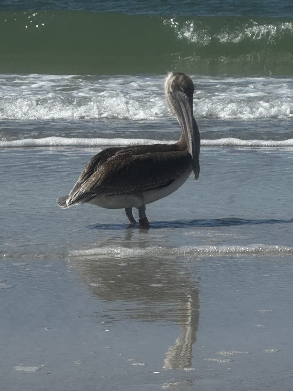 Gorgeous Pelican. This guy is featured in our “Pelican Room”!