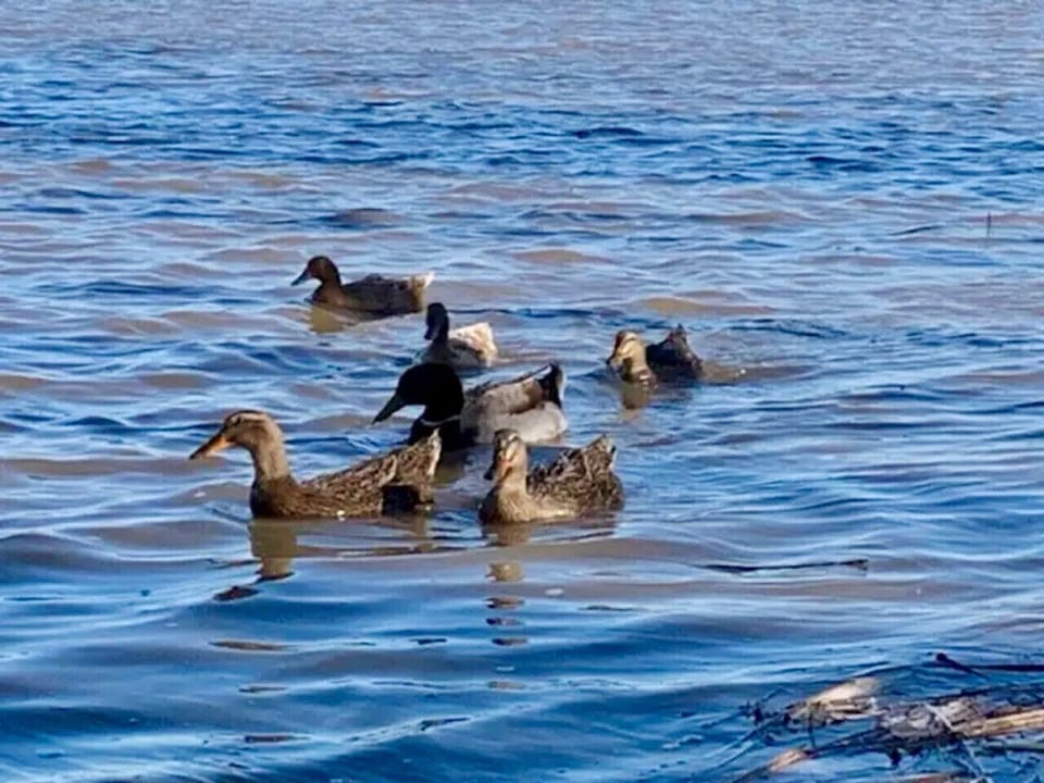 Ducks on the shoreline