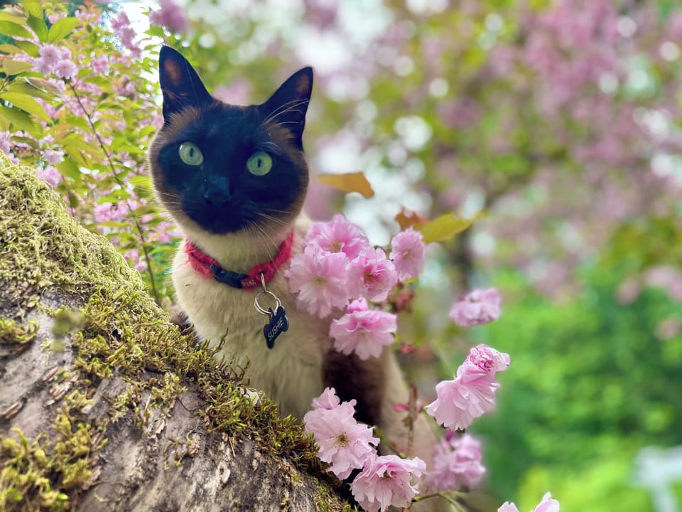 We are Pet Friendly!