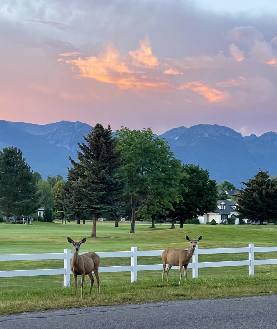 Enjoy daily visits from the wild life