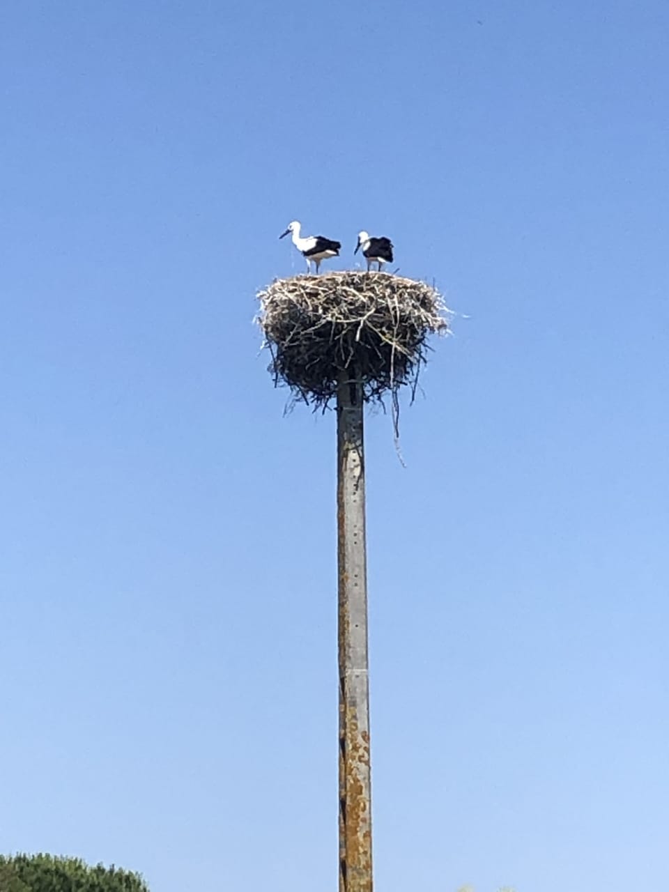 Storks nest a few yards away
