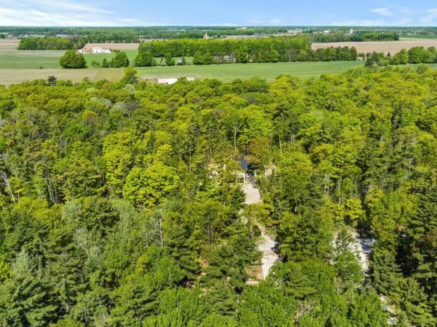 wooded back yard