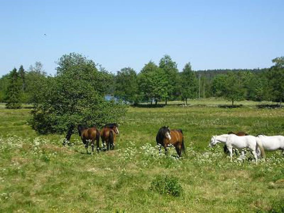 Horses