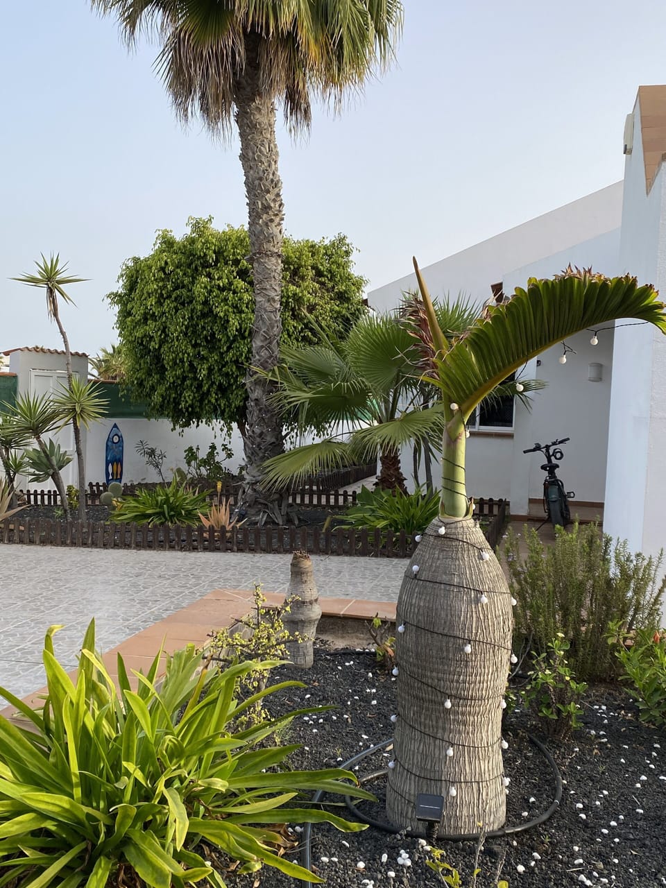 front garden