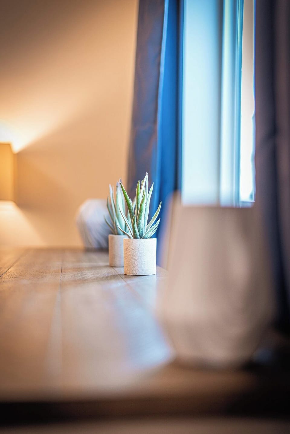 Decorative plant and window showing bright natural lighting.