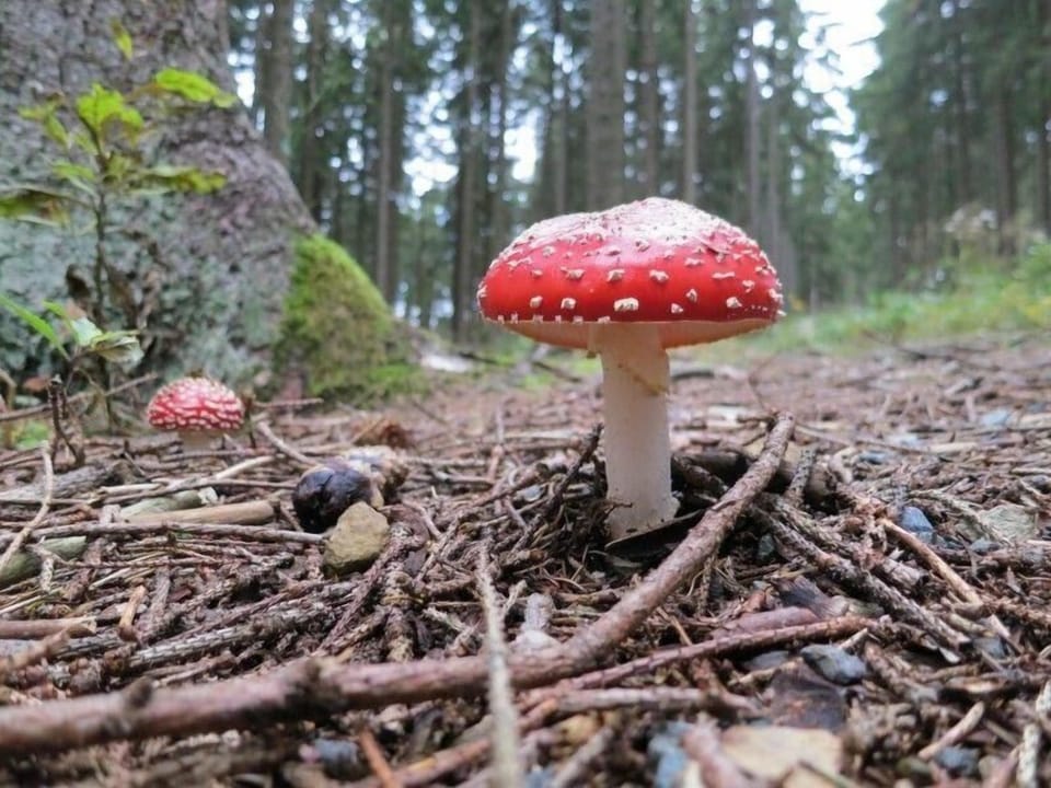 Miscellaneous