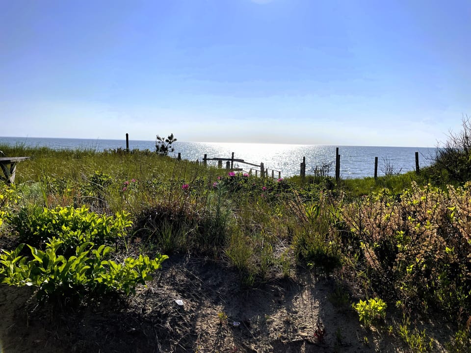 Windswept on Campground Beach