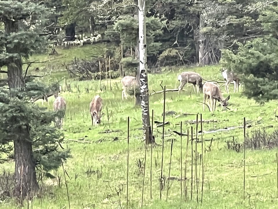 Elk, deer and bear all call this land home, enjoy sightings of them, but remember to keep your distance