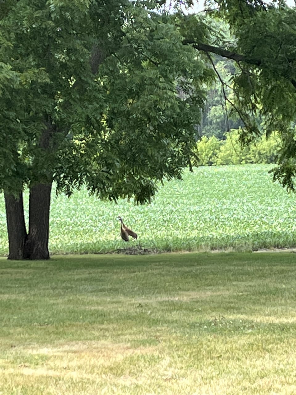 Sandhill cranes are among the wildlife we get.
