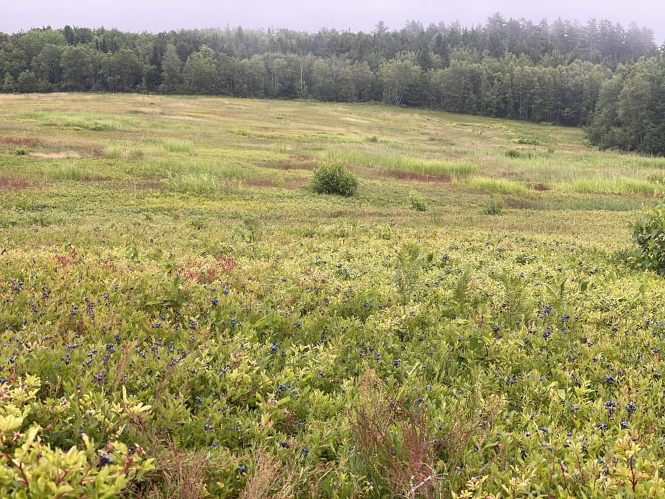 Wild blueberry fields along dead-end road to the cabin.