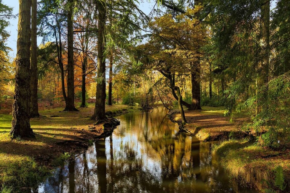 Discover the beauty of local woodlands with accessible trails that invite peaceful hikes and nature watching.