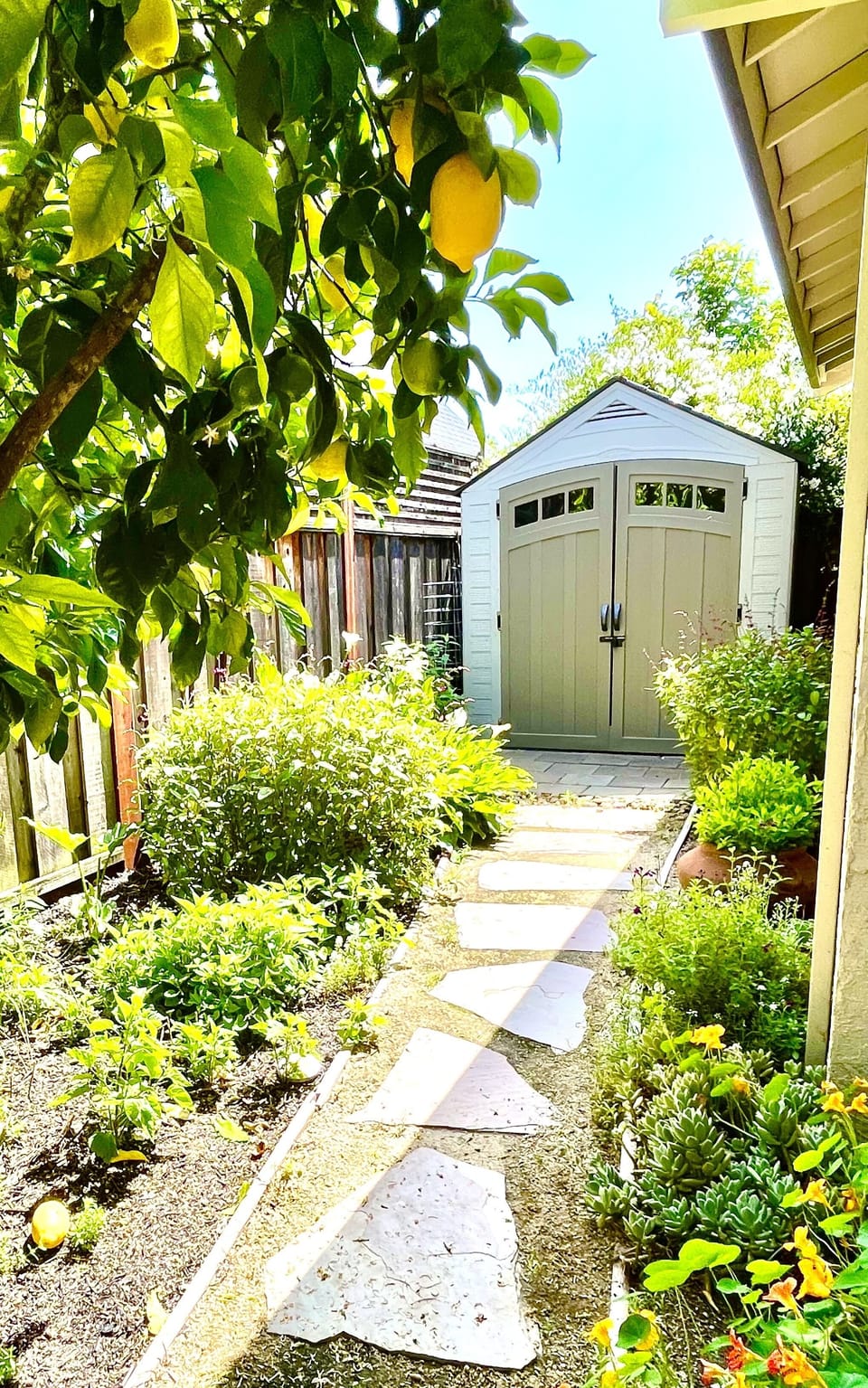 Garden walking path to your Shed and lemon tree on property 