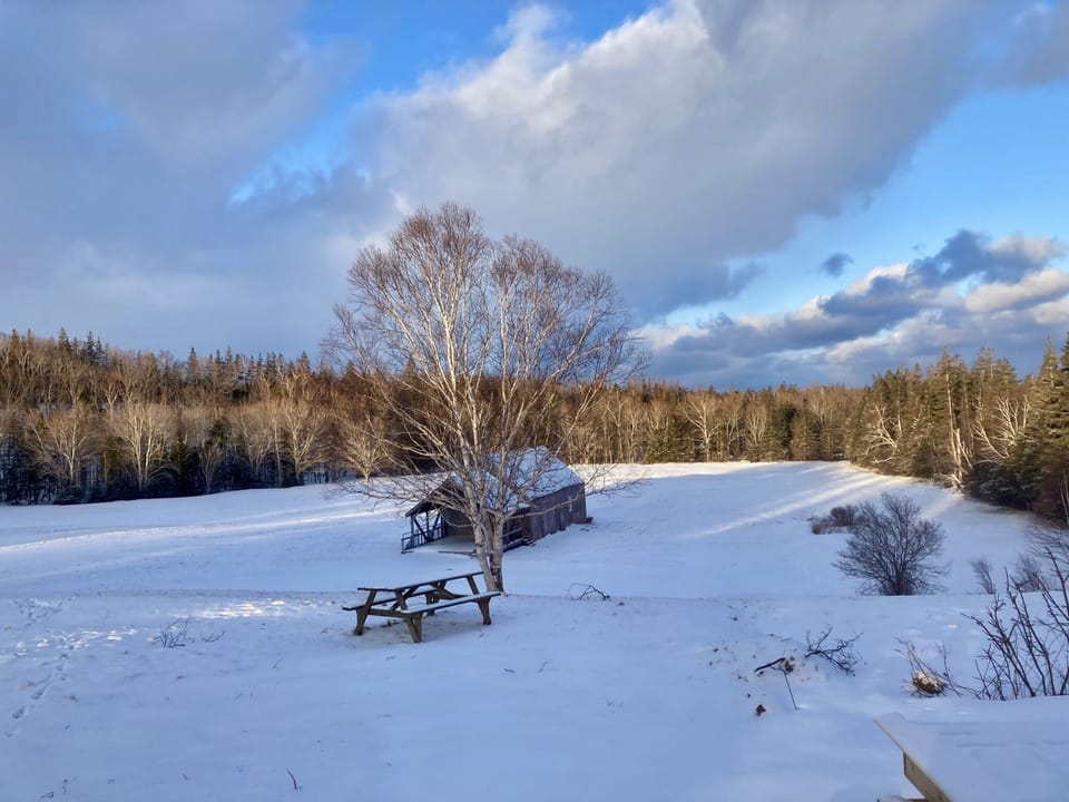 Winter scene