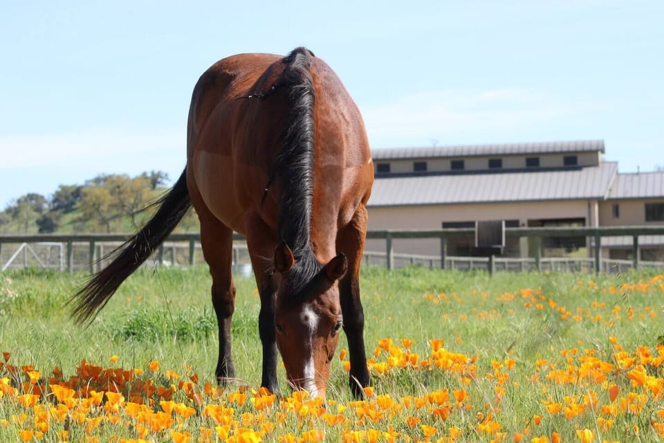 Chex enjoying the abundant green pastures.