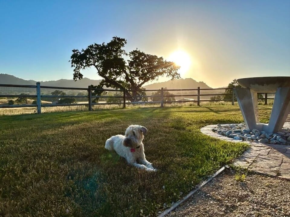 We love to host your pets also for an additional fee