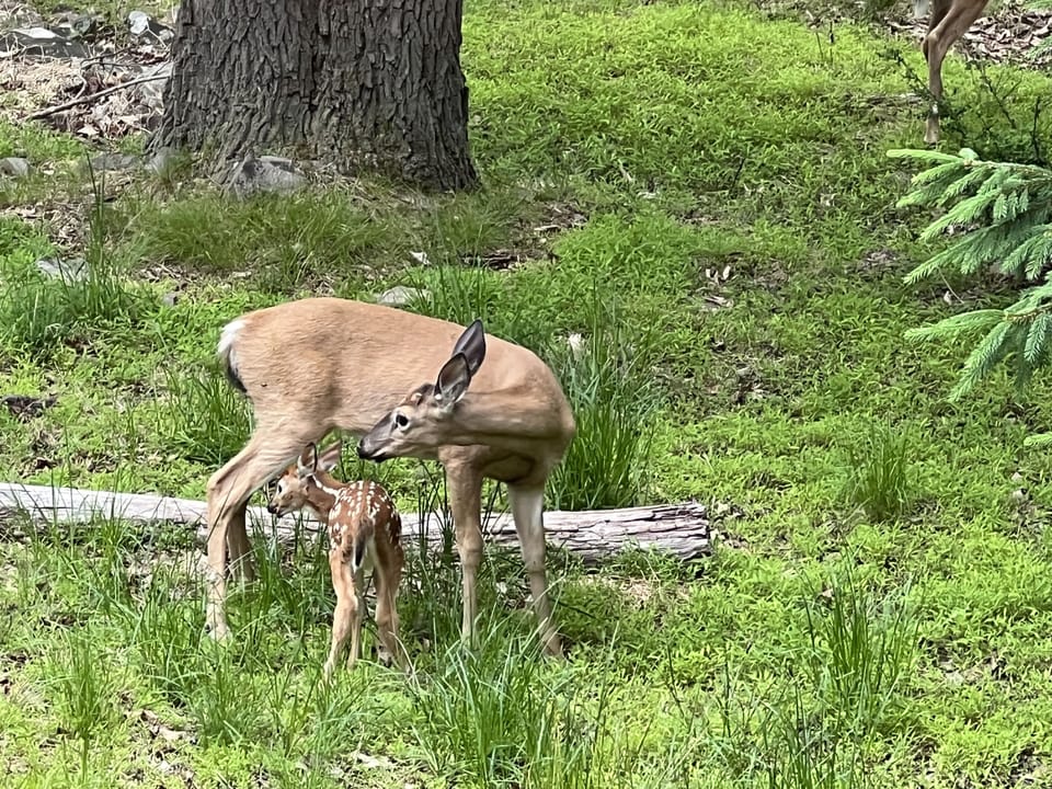 Our guests always come around house. They are very friendly