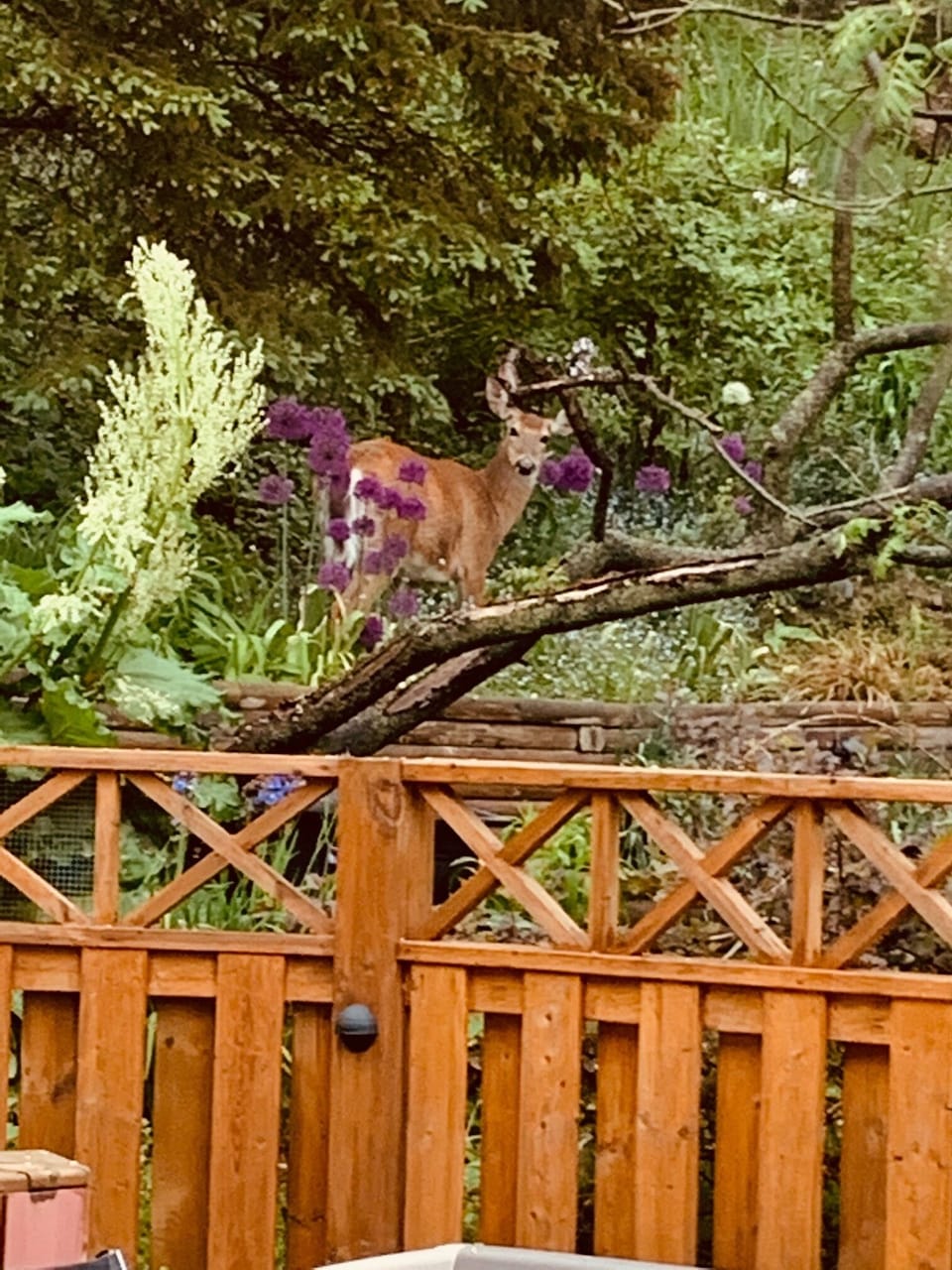 Sh!! A deer sighting...