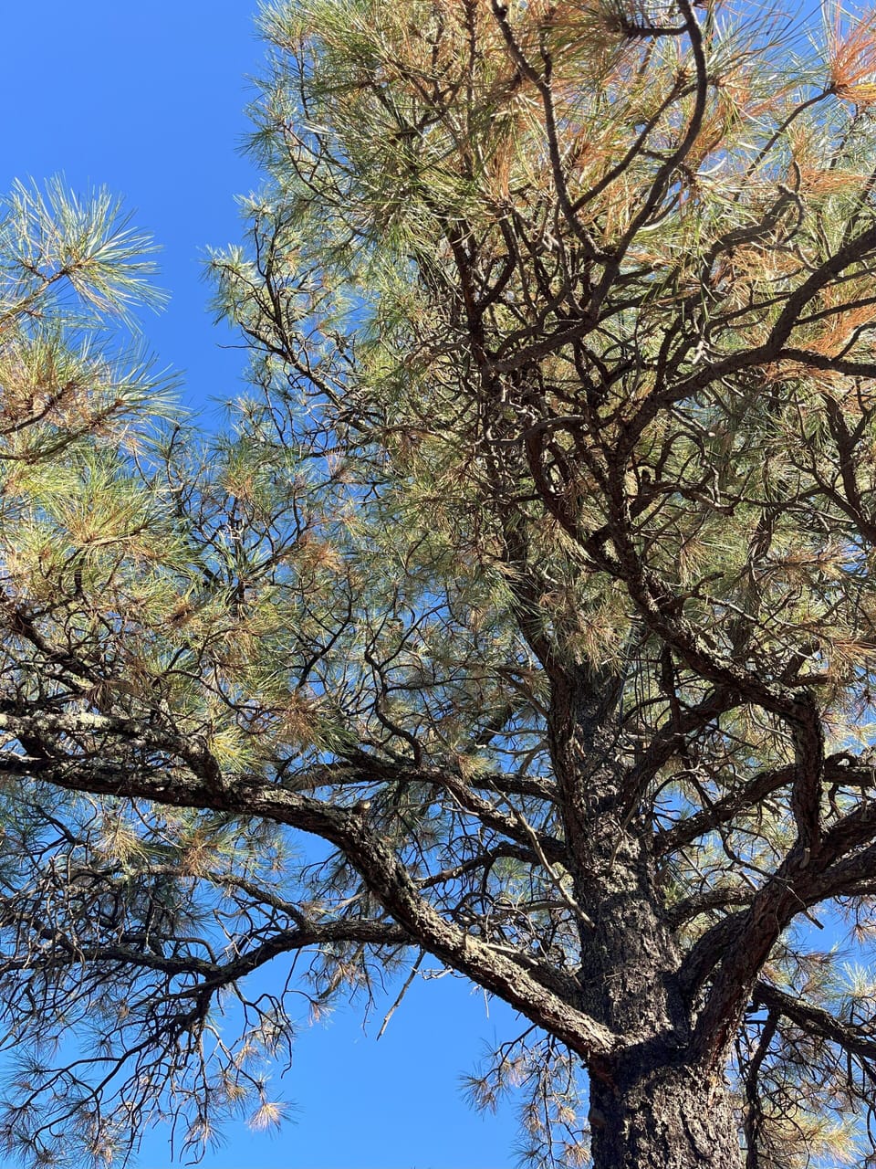 Ponderosa pine shades the back yard