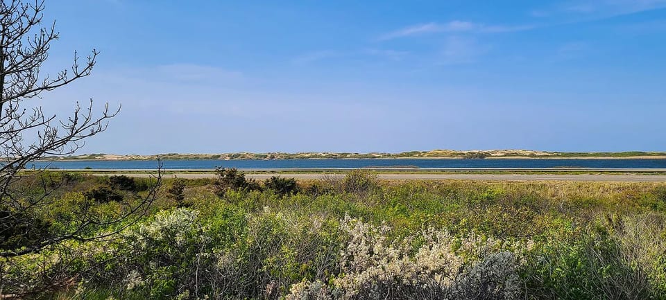 The natural beauty of Truro looking toward the Atlantic and the dunes.
