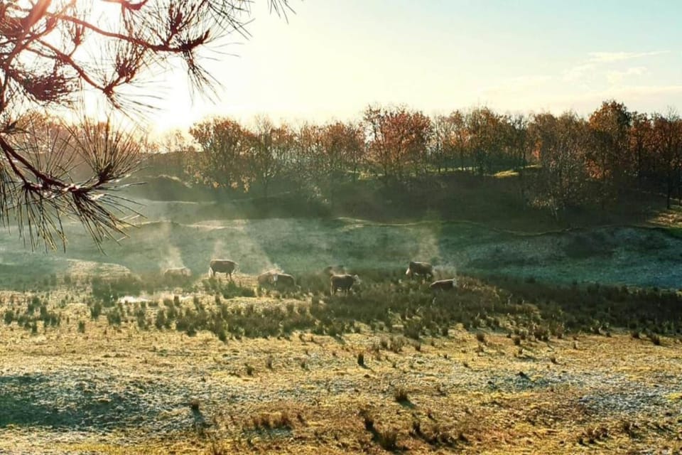 Region [summer] (>5 km)