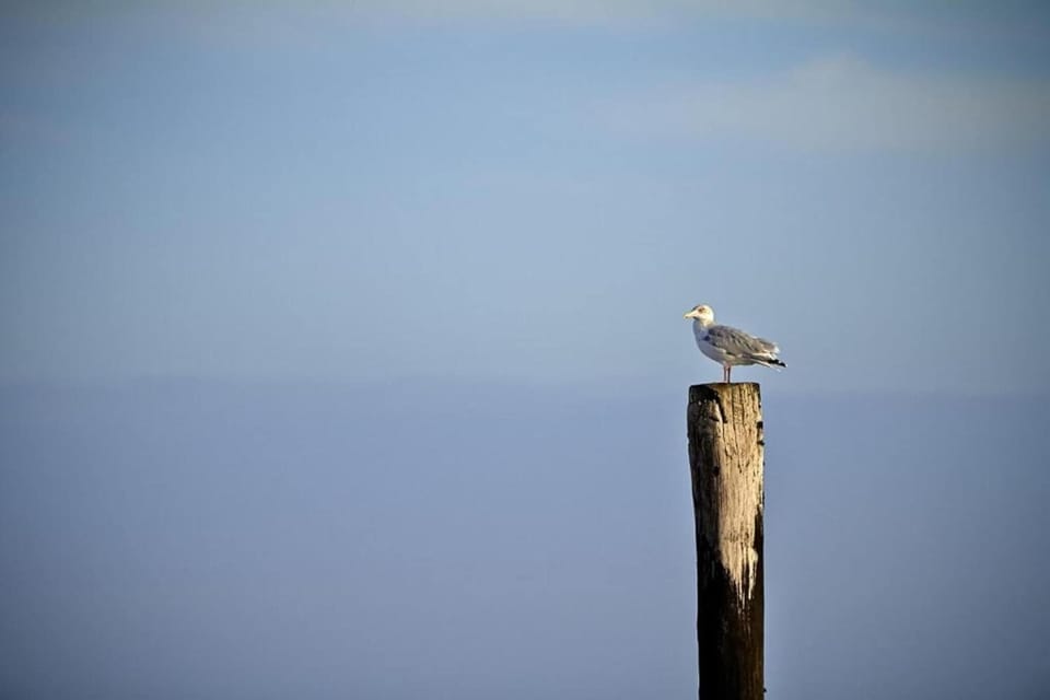 Region [summer] (>5 km)