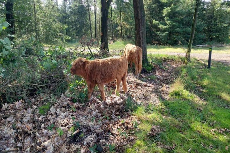 Region [summer] (>5 km)