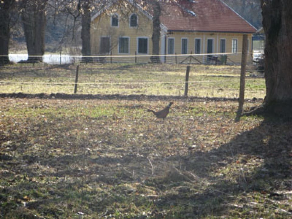 the house