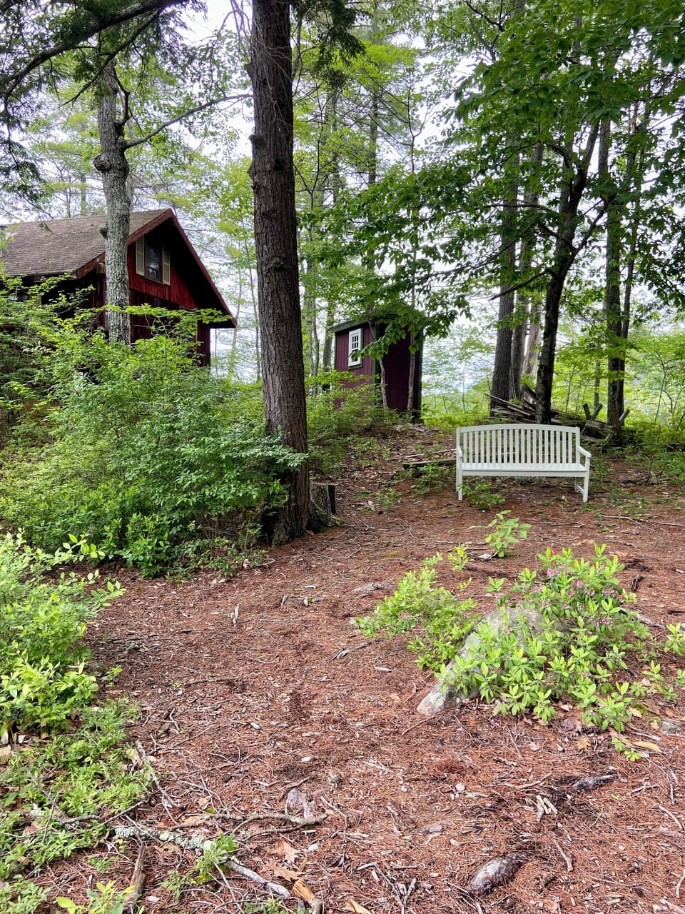 back yard