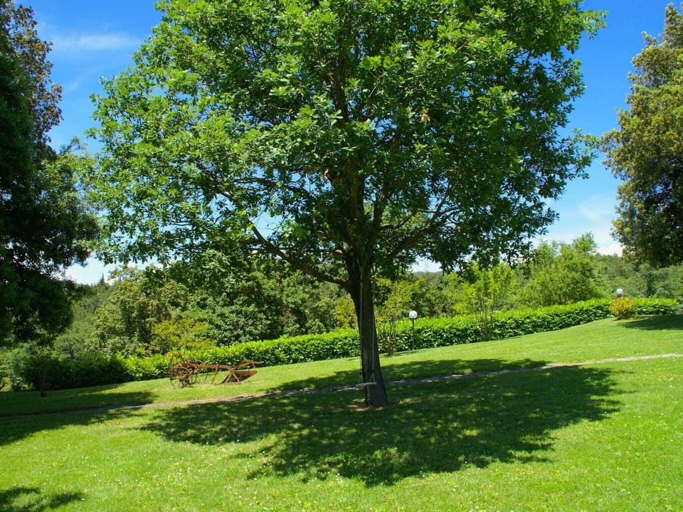 Garden [summer]