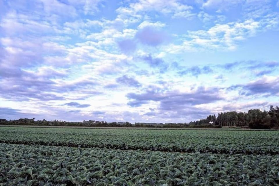 Region [summer] (>5 km)