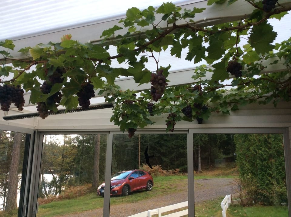 Vinrankor