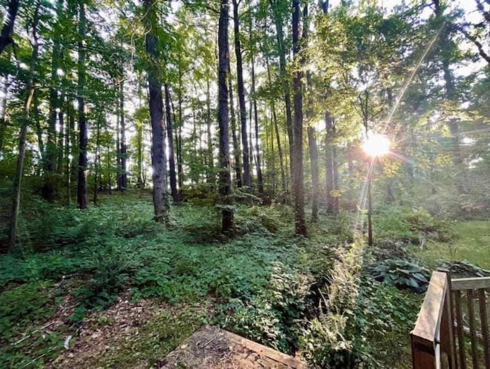 3 acres of beautiful old growth forest surrounding the property
