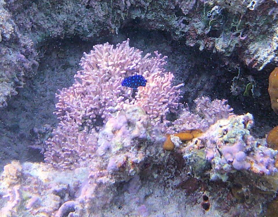 Snorkel off the beach for free..  No more $180 dive trips that disappoint.  