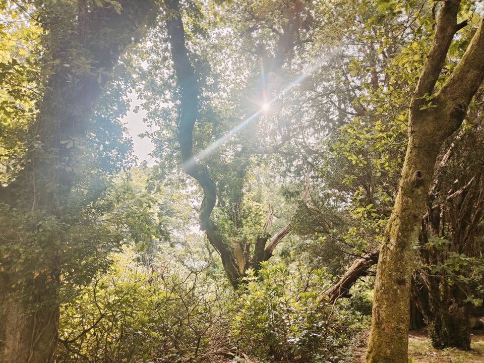 Donard Park - Sunrise through the trees - five minutes from the apartment