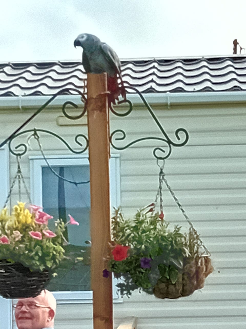 A parrot came to stay