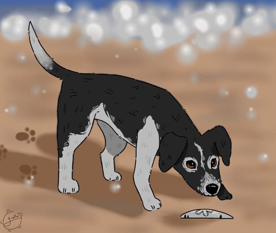 Samantha is the Beachcomber Beagle! 

-Art by Gabi Calvo