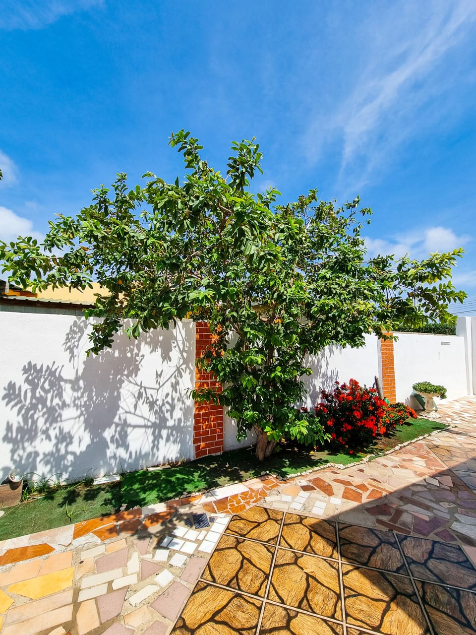 Guava Tree in the Garden