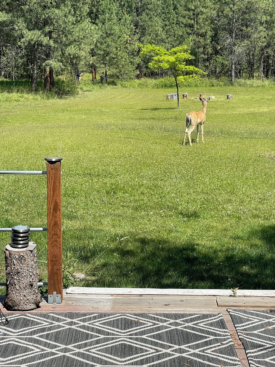Resident mama deer