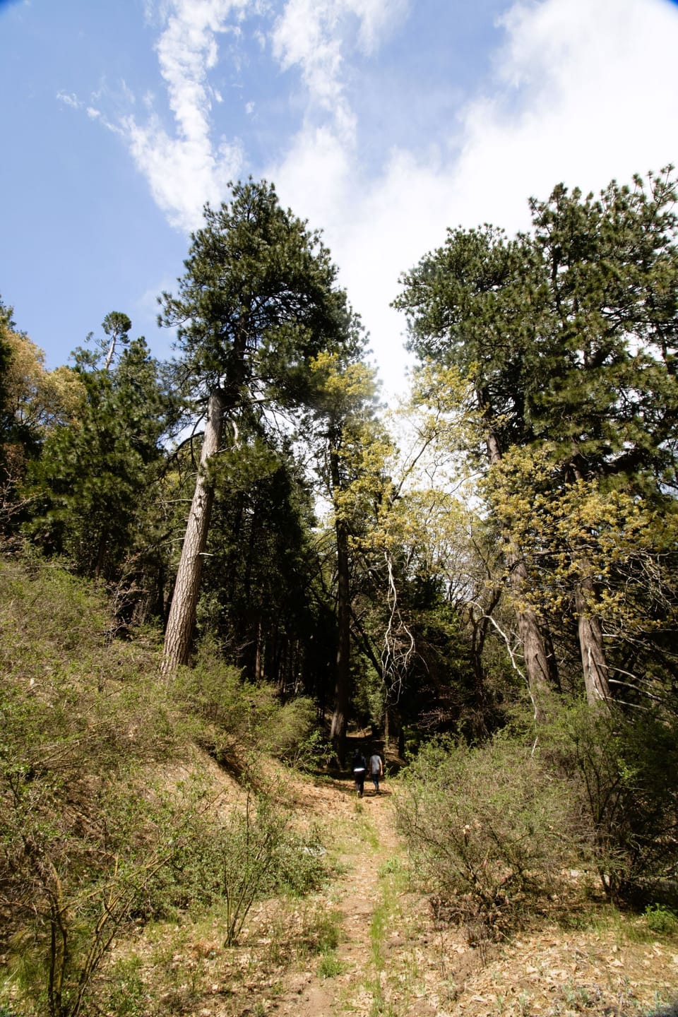 Local Hiking Trail